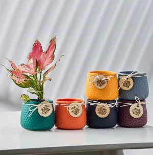 Vibrant Textured Mini Ceramic Planters